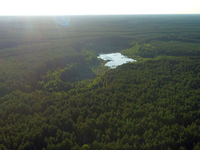Plik:Dron-zabie-2rg.jpg