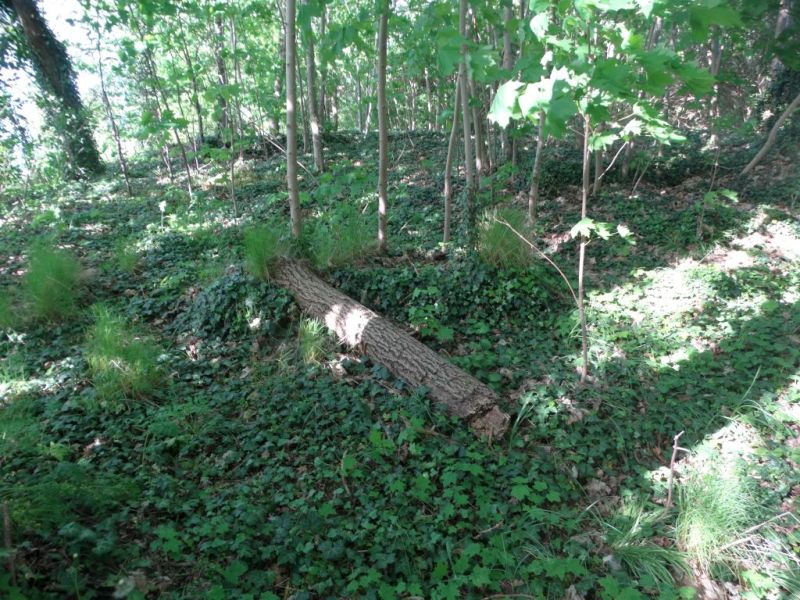 Plik:Rudna-stary-cementarz2rg.jpg