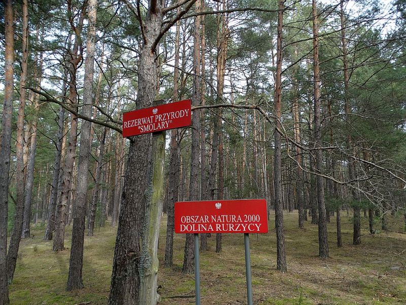 Plik:Smolary-rezerwat1rg.jpg