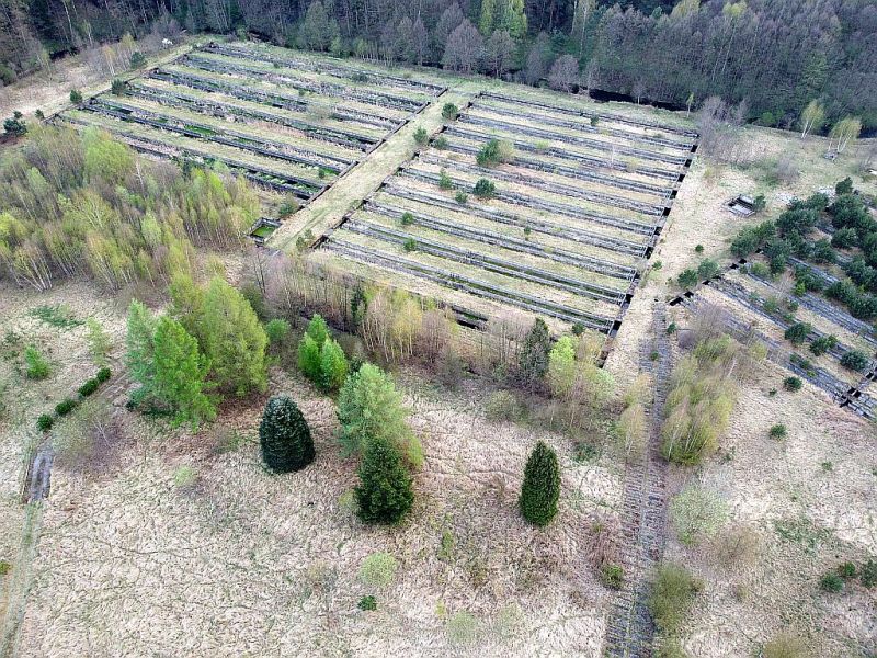 Plik:Dron-pstragalni-zabrodzie2rg.jpg